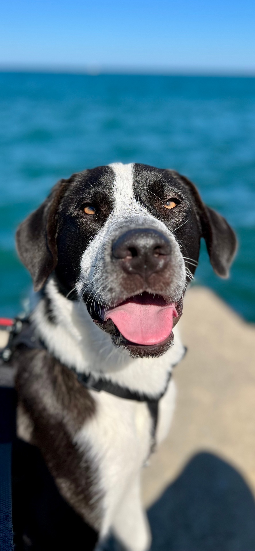 Kuma, the black and white dog who inspired Boop Dog Wash, smiling at the beach